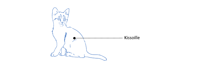 kissoille